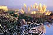 Teneriffa Palmen Meer