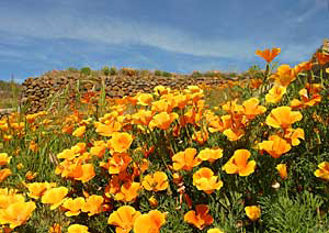 Ein Feld voller Goldmohn bei Arafo auf Teneriffa
