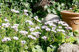 Ein grüner Garten mit Blumen in El Salto auf Teneriffa