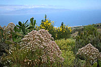 Blick auf die blühende Frühlüngs - Berglandschaften auf Teneriffa