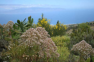Blühende Naturlandschaft im Teno Gebirge