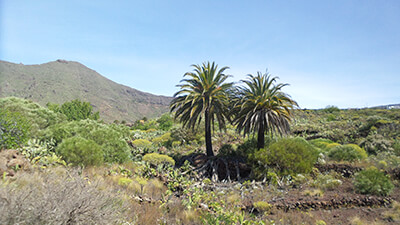 Blick in die schöne Natur Teneriffas