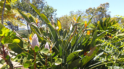 Schöne Pflanze mit heller Blüte