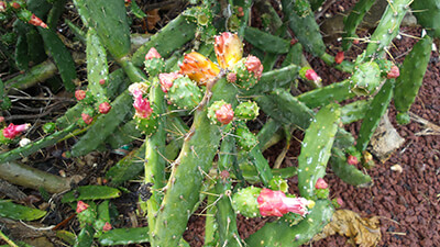 Schön blühender Kaktus auf Teneriffa