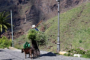 Das Mascatal... ein einfacher Bauer schleppt Kamille und Reisig nach Hause