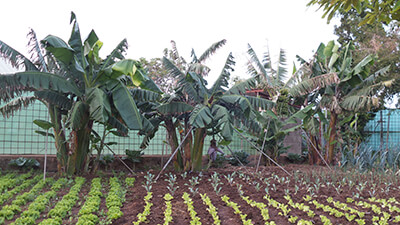 Eine Obstplantage auf Teneriffa