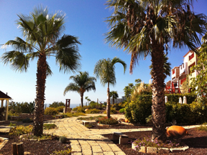 Von Palmen umsäumter Weg in San Miguel de Abona auf Teneriffa