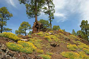 Blick in die Natur Tamaimas im Südwesten Teneriffas