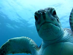 Taucherin auf Teneriffa... die Schildkröte kommt!