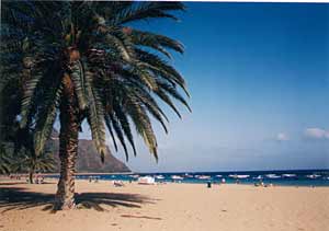 Blick auf den Strand Playa Las Teresita mit goldgelben Sand und Palmen auf Teneriffa
