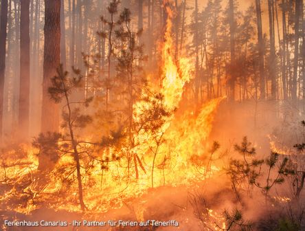 Waldbrandgefahr auf Teneriffa | Sicherheitshinweise