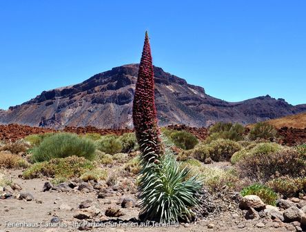 Teneriffa | Rote Tajinaste im Teide Nationalpark
