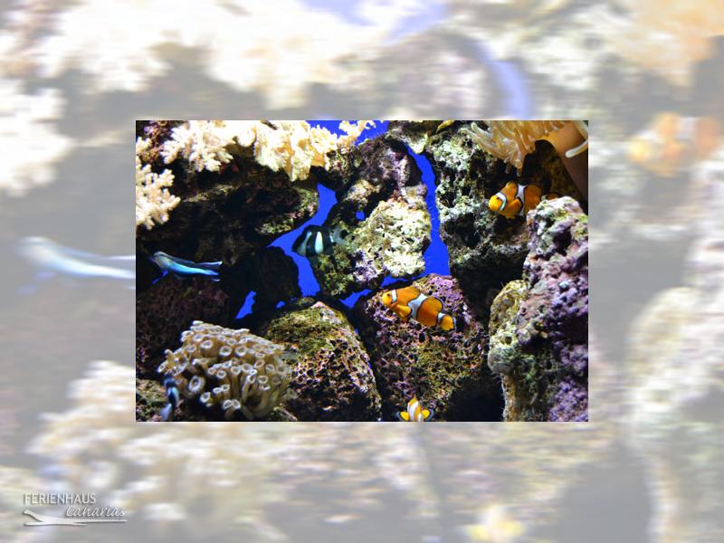 Bunte Fische im Aquarium