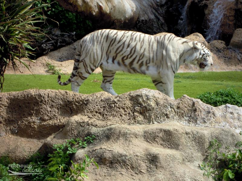 Der weiße Tieger im Loro Park