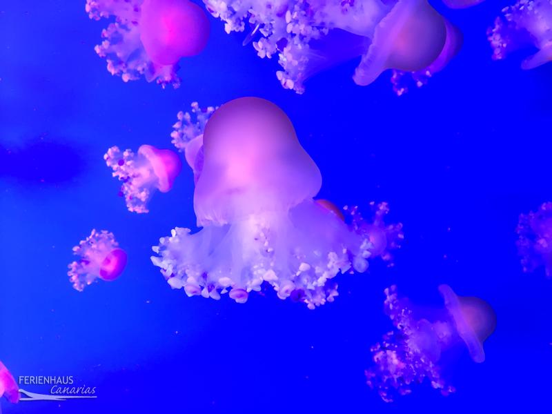 Aquarium im Loro Park