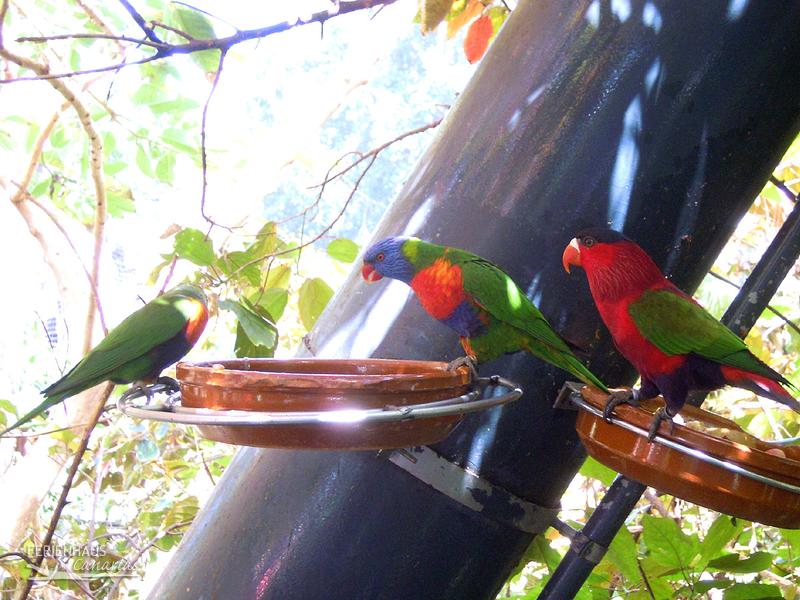 Der Loropark auf Teneriffa