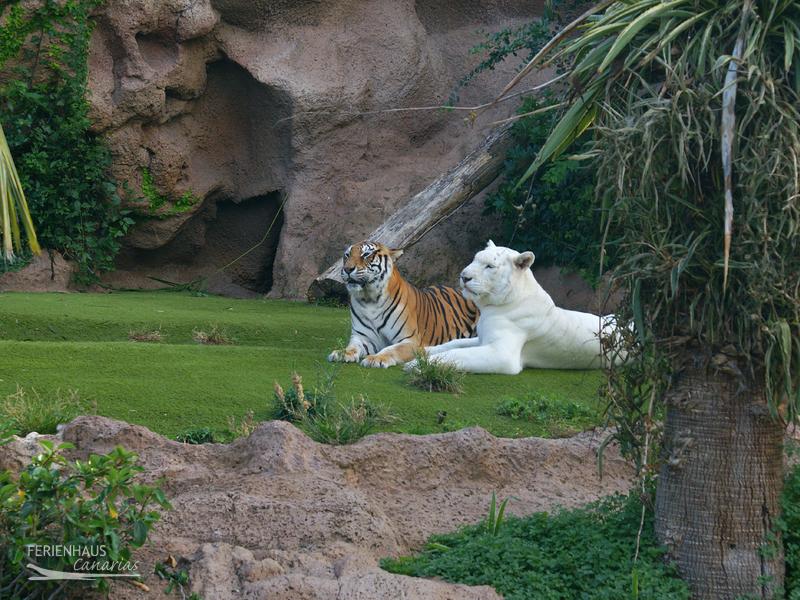 Weißes Tiegerpärchen im Loropark