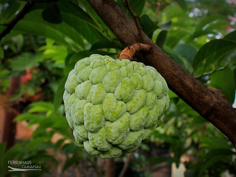 Die CHERIMOYA - Teneriffas besondere Frucht