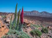 Wildprets Natternkopf am Teide Wildprets Natternkopf am Teide