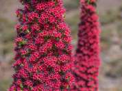 Wildprets Natternkopf Wildprets Natternkopf