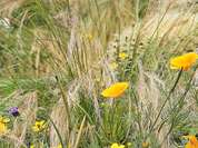 Goldmohn Wiese Goldmohn Wiese