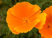 Goldmohn Goldmohn