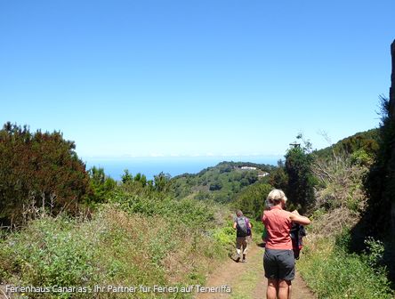 Teneriffa | Wanderung im Mercedeswald