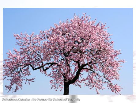 Lass dich verzaubern: Mandelblüte auf Teneriffa