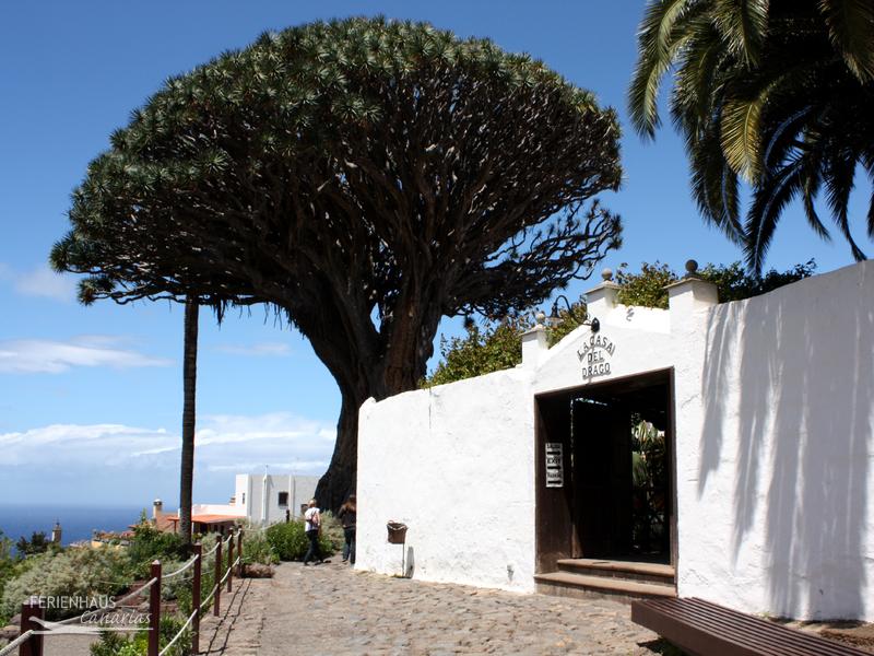 Blick auf den El Drago Milenario