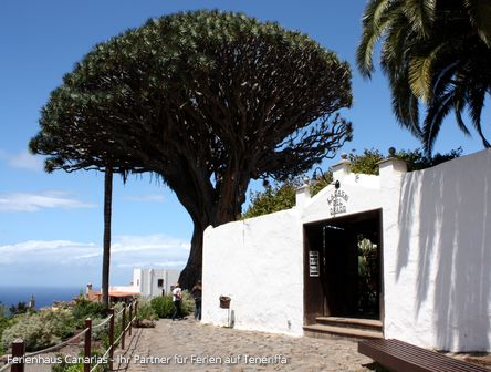 Der kanarische Drachenbaum | Wahrzeichen der Insel Teneriffa