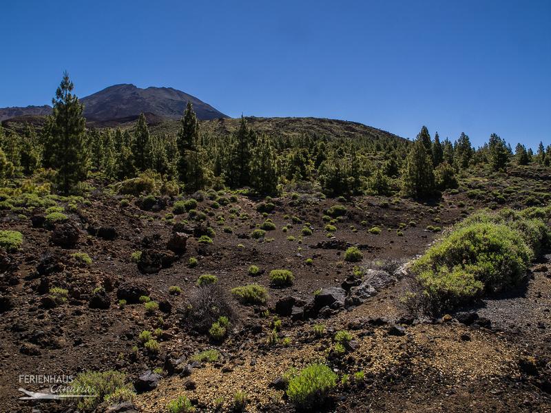 Teide - Caldera Teide - Caldera