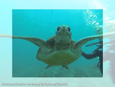 Teneriffa | Unterwasserparadies für Taucher