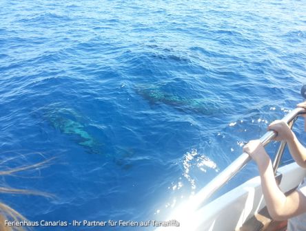 Sensationell | Buckelwal vor Teneriffa