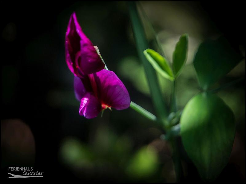 Teneriffas Florawelt