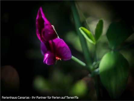 Teneriffas Florawelt