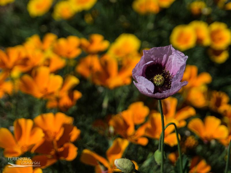 Blütenzauber auf Teneriffa