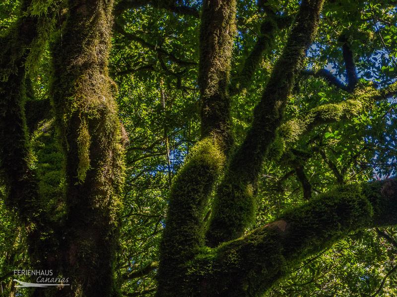 Naturschutzgebiet Anaga Naturschutzgebiet Anaga