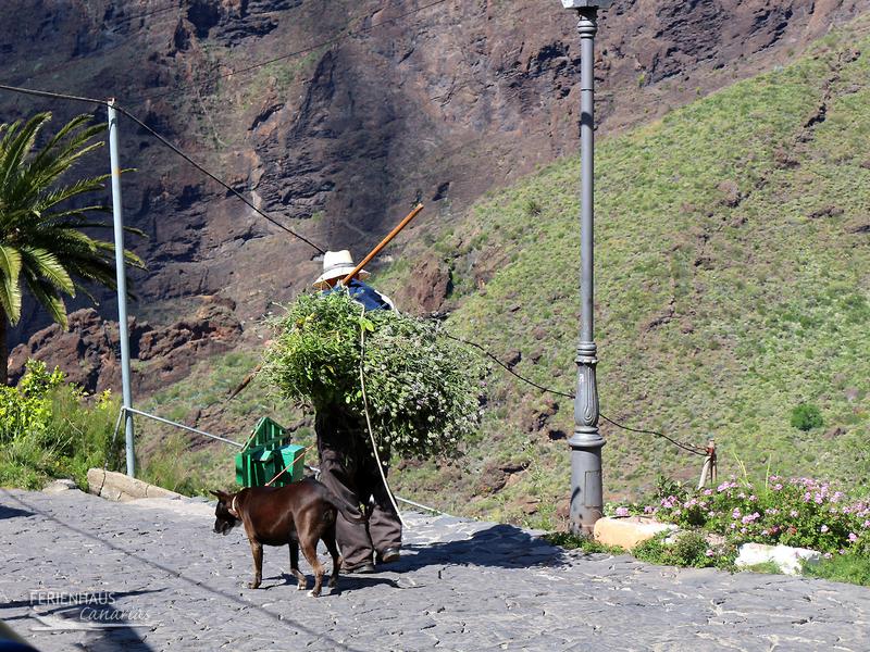 Ein Einheimischer in Masca