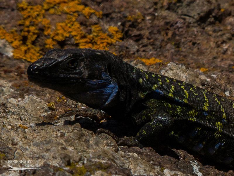 Eidechsen auf Teneriffa unter Naturschutz