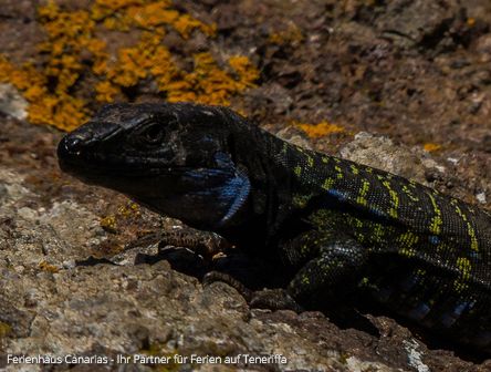 Eidechsen auf Teneriffa unter Naturschutz