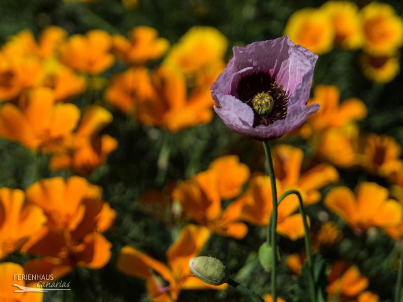 Teneriffas Mohnblumen