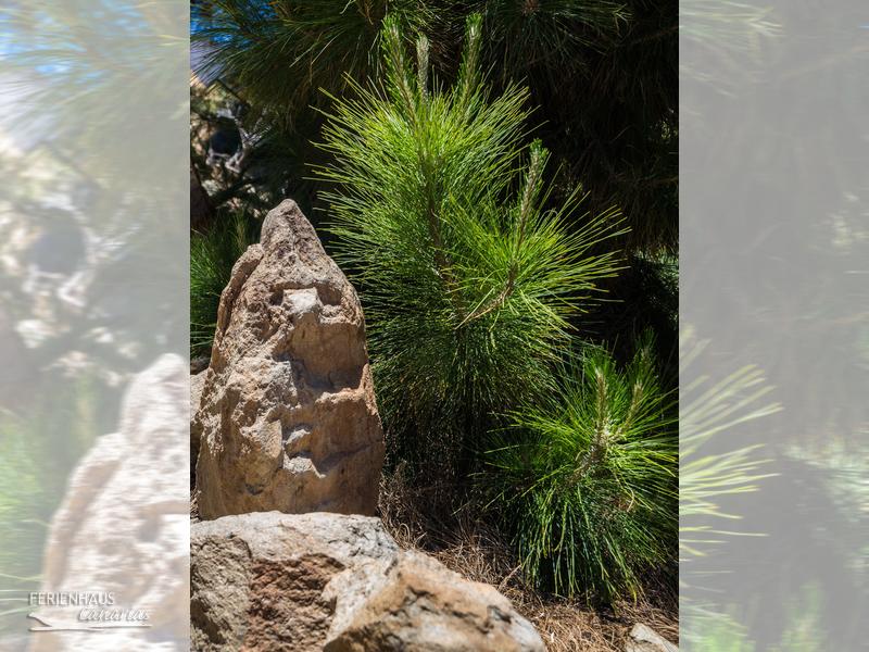 Naturlandschaften auf Teneriffa