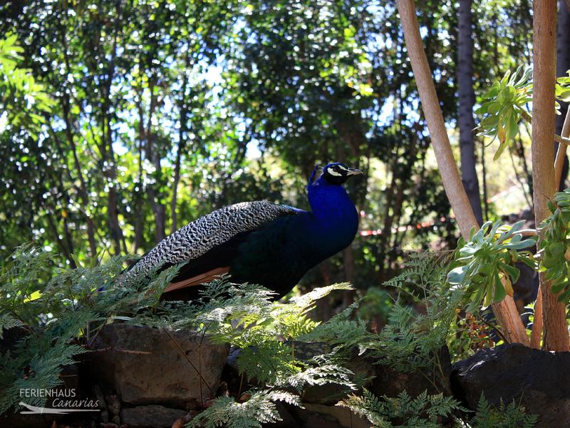 Ein Pfau im Nturpark von Icod de los Vinos