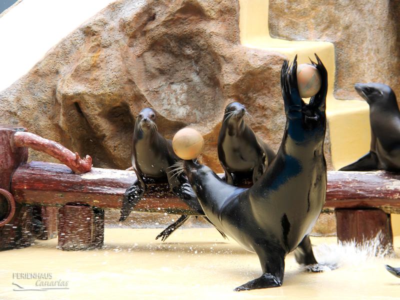 Seelöwen Show im  im Loro Park