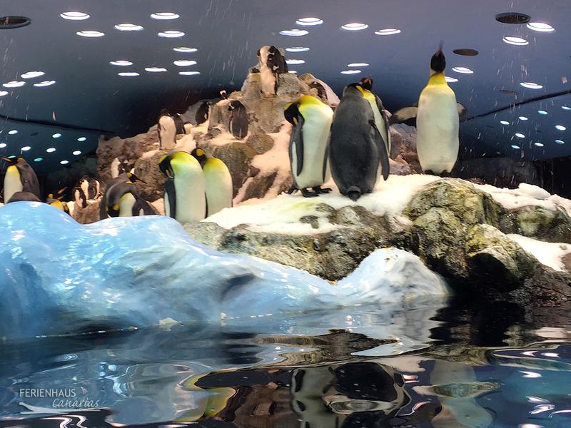 Pinguine im Loro Park