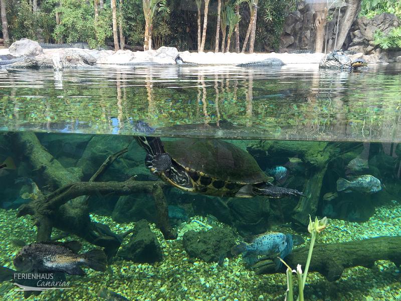 Schildkröte im Teich des  im Loro Park