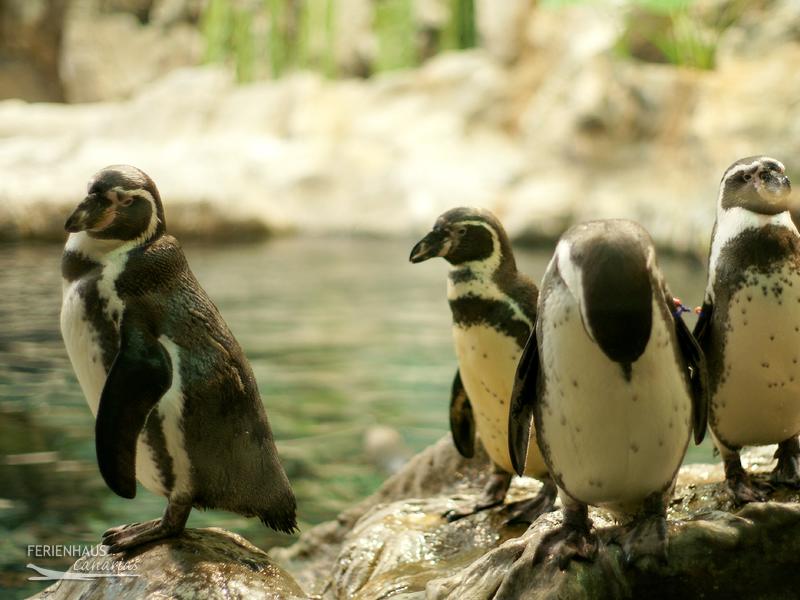 Pinguine im Loro Park