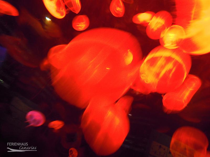 Rote Quallen im Aquarium vom  im Loro Park