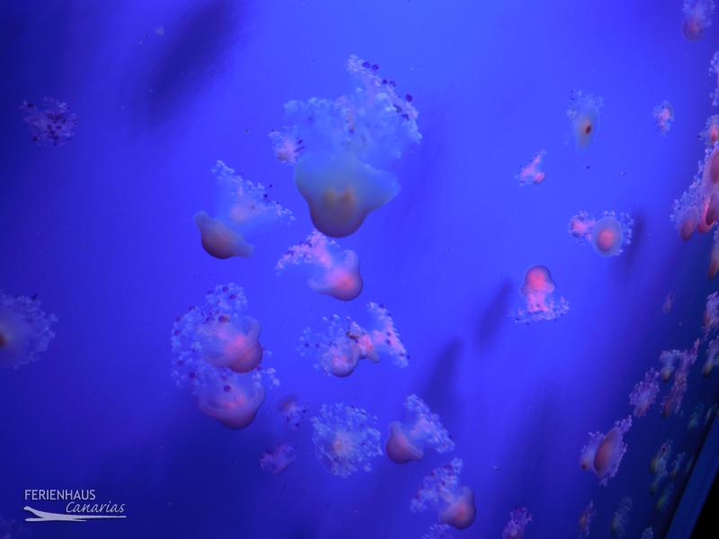Blaue Quallen im Aquarium vom  im Loro Park
