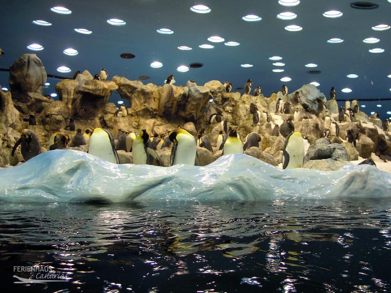 Planet Pinguine im Loro Park